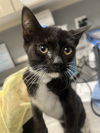 adoptable Cat in , NV named *FELIX