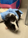 adoptable Guinea Pig in , NV named *PEPPER