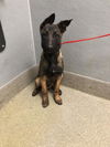 adoptable Dog in , NV named *MORDECAI
