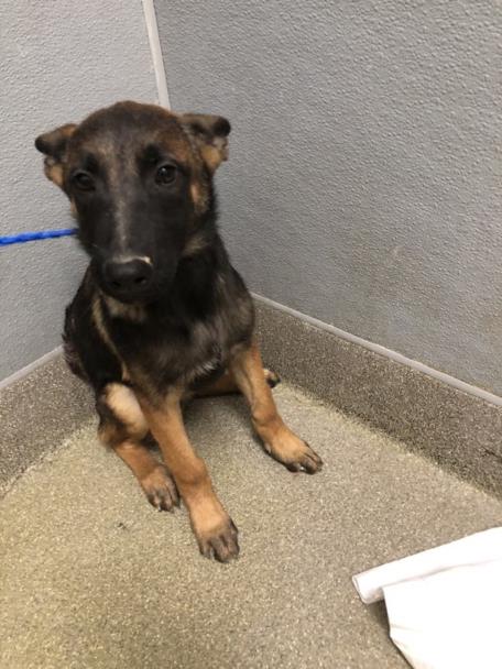 adoptable Dog in Las Vegas, NV named *MALACHI