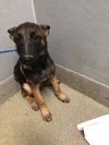 adoptable Dog in , NV named *MALACHI