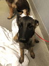 adoptable Dog in , NV named *MATTHIAS