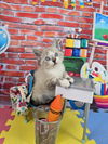 adoptable Cat in , NV named *SALTINE
