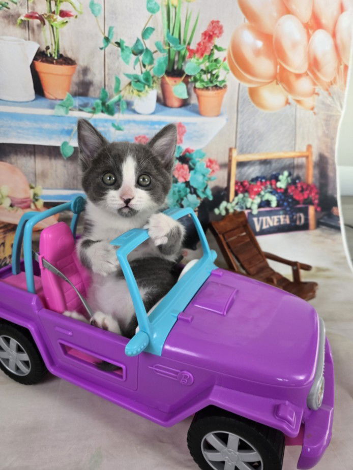 adoptable Cat in Las Vegas, NV named *BISCUIT