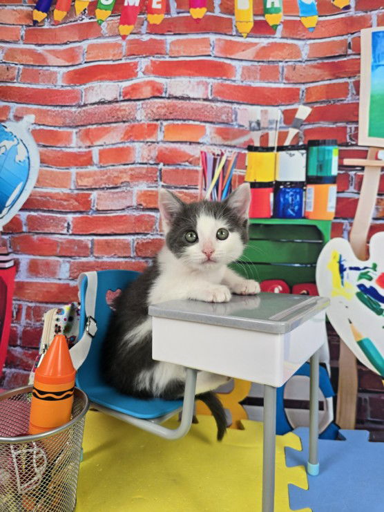 adoptable Cat in Las Vegas, NV named *COOKIE