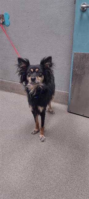 adoptable Dog in Las Vegas, NV named JET