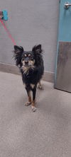 adoptable Dog in  named JET
