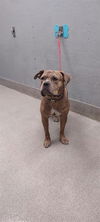 adoptable Dog in  named *ASTRA