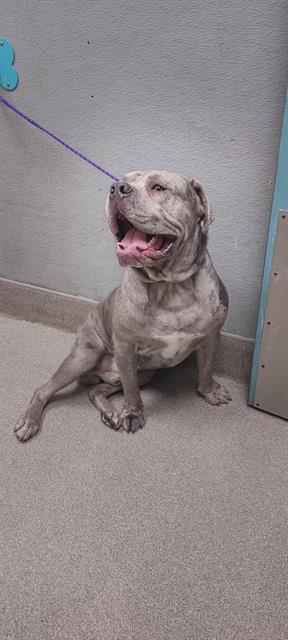 adoptable Dog in Las Vegas, NV named *NEBULA