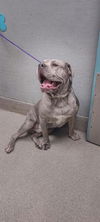 adoptable Dog in  named *NEBULA