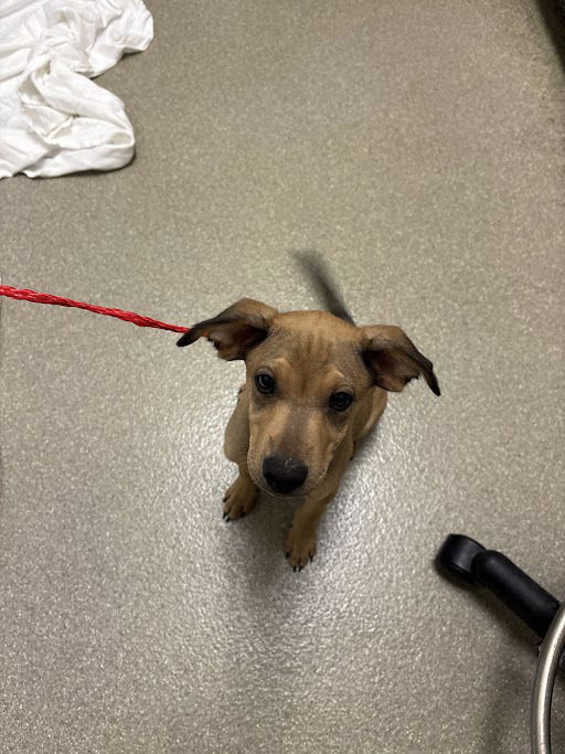 adoptable Dog in Las Vegas, NV named *SPONGE