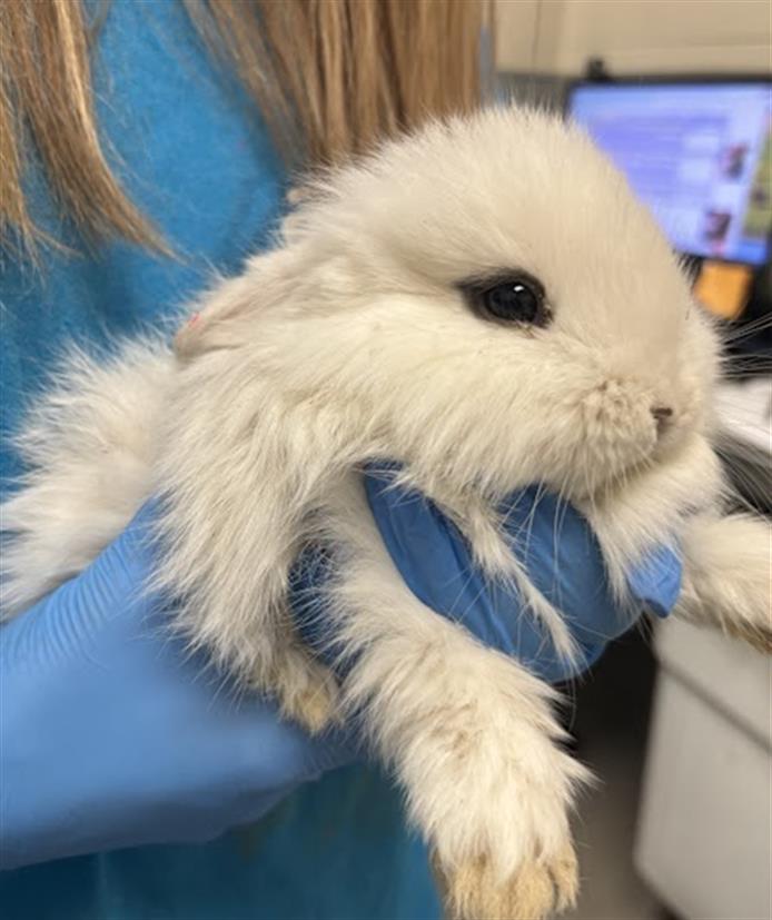 adoptable Rabbit in Las Vegas, NV named *APPLE