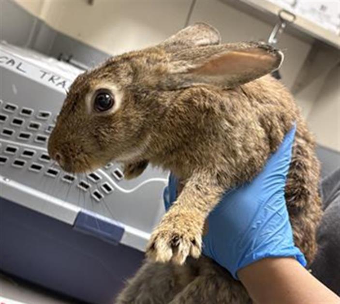 adoptable Rabbit in Las Vegas, NV named *PENNY