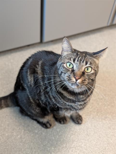 adoptable Cat in Las Vegas, NV named TOSHI