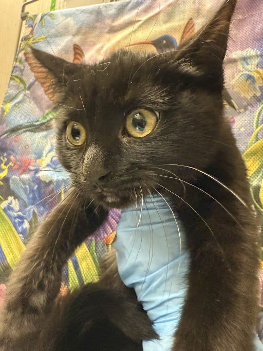 adoptable Cat in Las Vegas, NV named *MARTINA