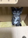 adoptable Cat in ,  named *THURSDAY