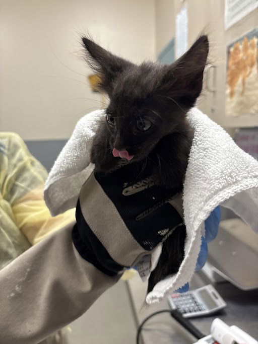 adoptable Cat in Las Vegas, NV named *FELIX THE CAT