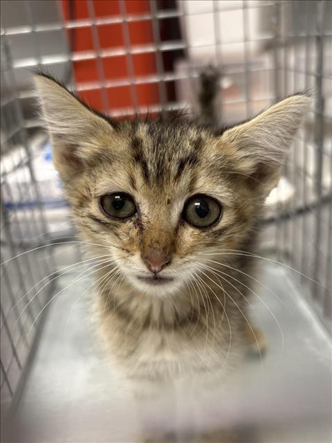 adoptable Cat in Las Vegas, NV named *TIKKI