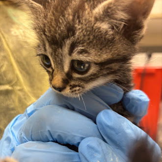 adoptable Cat in Las Vegas, NV named *FIRECRACKER