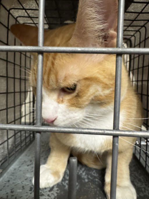adoptable Cat in Las Vegas, NV named GARFIELD
