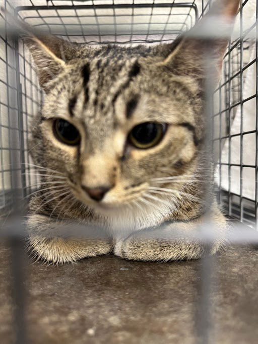 adoptable Cat in Las Vegas, NV named LILO