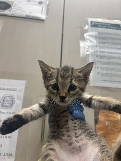adoptable Cat in Las Vegas, NV named *HAZELNUT
