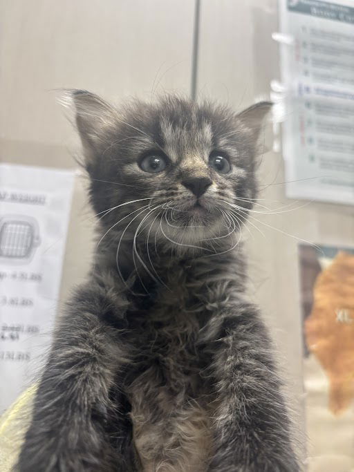 adoptable Cat in Las Vegas, NV named *HERSHEY