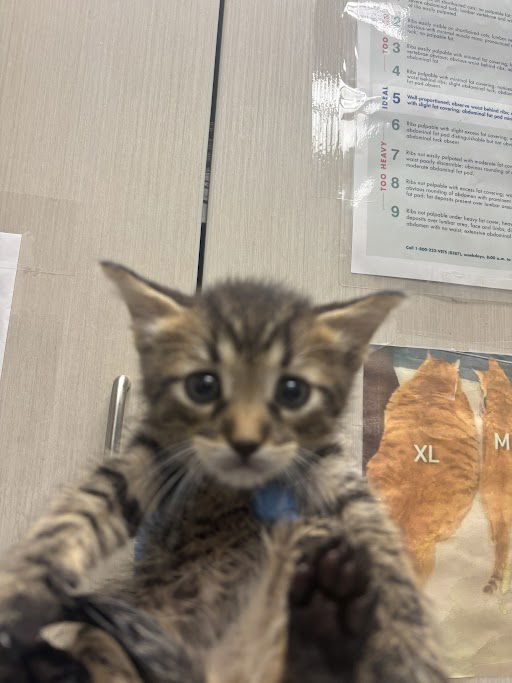 adoptable Cat in Las Vegas, NV named *MARS