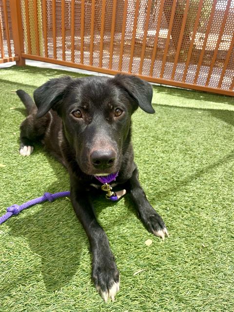 adoptable Dog in Las Vegas, NV named LILY
