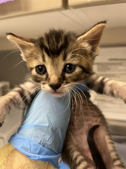 adoptable Cat in Las Vegas, NV named *IRIS