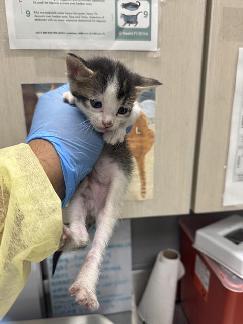 adoptable Cat in Las Vegas, NV named *BLAZE
