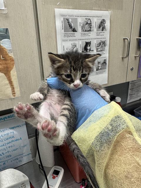 adoptable Cat in Las Vegas, NV named *PHOENIX
