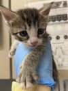 adoptable Cat in  named *RIVER