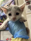 adoptable Cat in  named *WILLOW