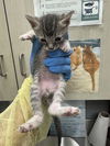 adoptable Cat in  named *ZEPHYR