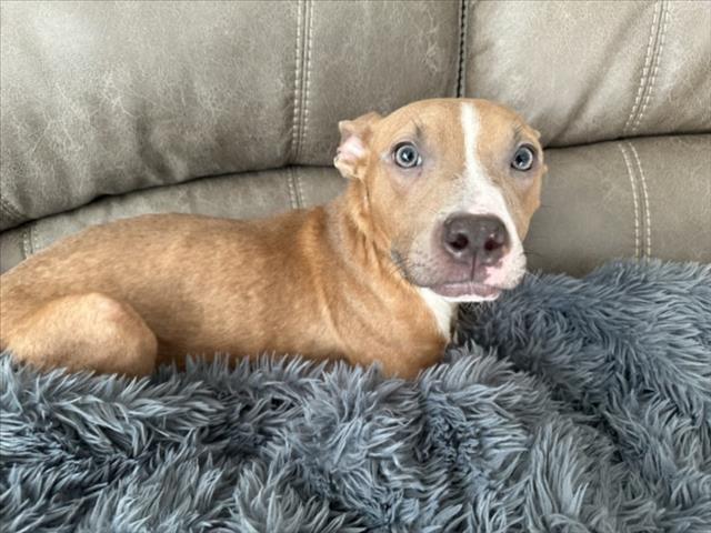 adoptable Dog in Las Vegas, NV named HAZEL