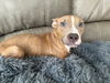 adoptable Dog in  named HAZEL