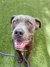 adoptable Dog in  named *JOYOUS