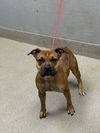 adoptable Dog in  named *FRANCESCA
