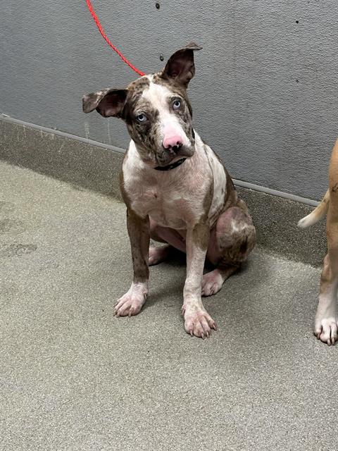 adoptable Dog in Las Vegas, NV named *CASSIDY