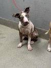 adoptable Dog in  named *CASSIDY