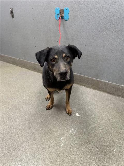 adoptable Dog in Las Vegas, NV named KARA