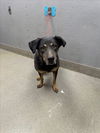 adoptable Dog in  named KARA