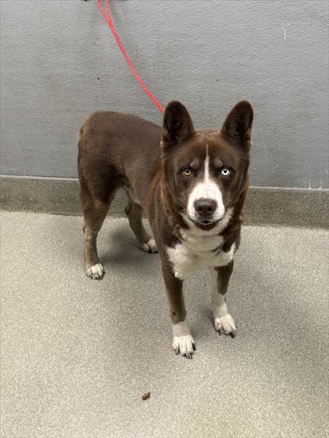 adoptable Dog in Las Vegas, NV named *MANTIS