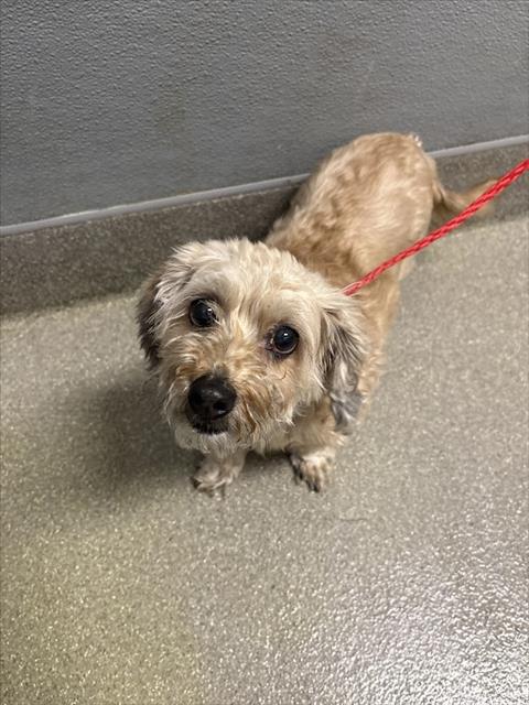 adoptable Dog in Las Vegas, NV named *AUBREY
