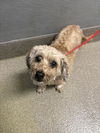 adoptable Dog in , NV named *AUBREY