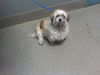 adoptable Dog in  named FLUFFY