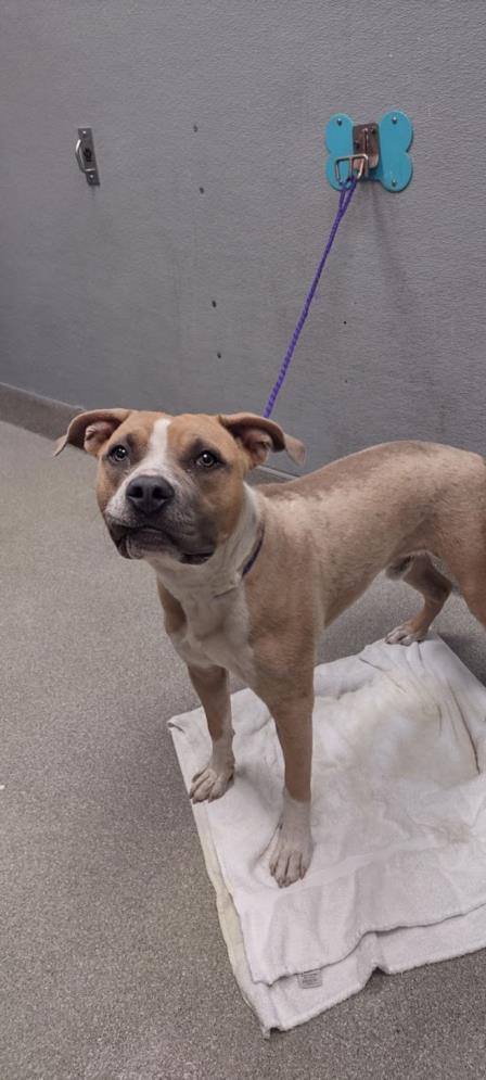adoptable Dog in Las Vegas, NV named BUU