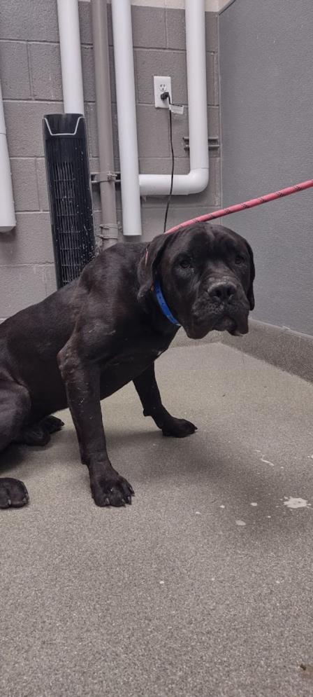 adoptable Dog in Las Vegas, NV named JACKS