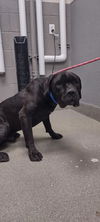 adoptable Dog in  named JACKS